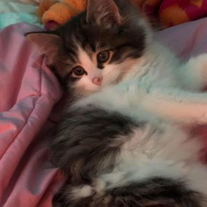 Meet your Posher, Mitzi